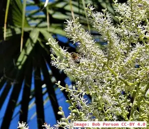 Dioecious vs monoecious are terms in plant horticulture & biology. When investigating palms, other trees or any plants, it's good to Know.