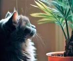 Cat-ParlorPalm.jpg
