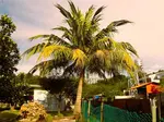 Fertilizer for palm trees means feeding them effectively. Get tips on the best time of year to fertilize, best kind, how to apply & the why of it all.