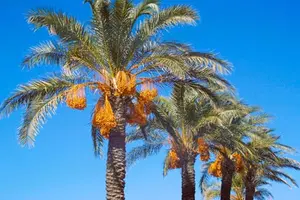 Dates hanging ready to be picked from the Date Palm Tree