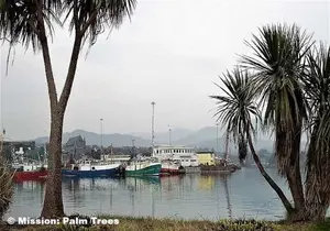 Learn where can palm trees grow across the US & beyond. Explore U.S. & global zones, palm temperature toleration with maps & tips to avoid costly mistakes.