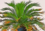 Treat parlor palm brown tips to revive your plant. Using our guide to diagnose and prevent necrotic problems. Create the perfect environment for your plant.