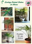 Types of indoor palm trees we show you are wonderful indoor potted plants. Bring in a breezy tropical vibe while freshening the air! 