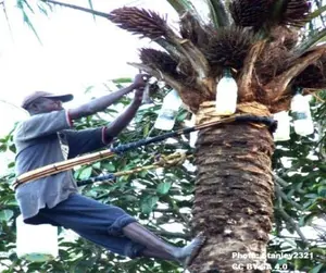 Man climbing a palm tree to get the sap from the plant