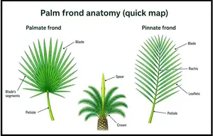 a guide to the different parts of the two types of fronds and a spear growing from the top of the crown