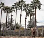 The worlds tallest palm trees are here. Plus THE world's tallest palm tree of all! See where they are, which are in Cali & more. We have 'em.