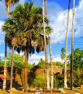 A Caggage Palm, or Sabal palmetto in a zoo's landscape