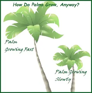 How do palm trees grow you're wondering? A clear explanation of the need-to-know understanding from seed to its tallest fronds.
