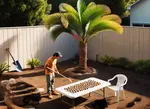 man looking at palm tree seeds on a table near his palm in a fenced yard