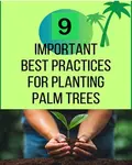 Learn how to plant palm trees with our tips to ensure your palm's health. Practices for planting depth, soil prep, proper watering, and post-planting care..