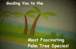 Palm tree species for palm enthusiasts! This guide expands your awareness of palm plants. Even some you've maybe never heard of! Explore their traits now!