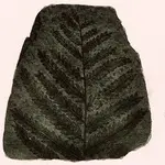 palm tree fronds fossilized