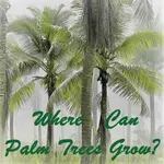 palm-trees-growing