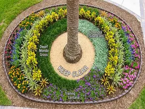 top down view of the appropriate space to leave blank when you are planting companion plants around a palm