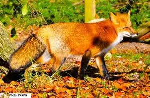 Red fox with a very bushy tail