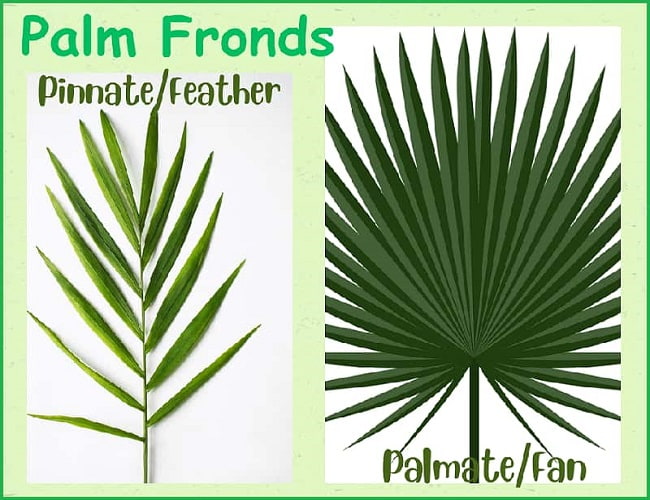 Two Types of Palm Fronds
