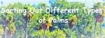 Figuring Out the Palm Trees in a Garden
