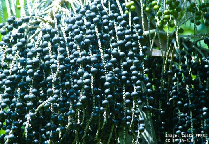 bunches of ripe acai berries still on the palm tree