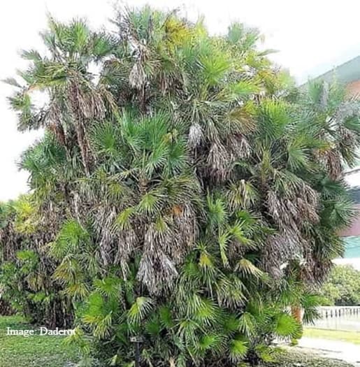 Everglades Palm in Everglades National Park Everglades Palm in Everglades National Park