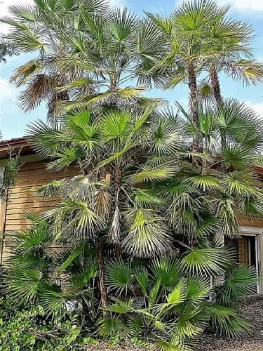 Everglades Palm at a Botanical Garden