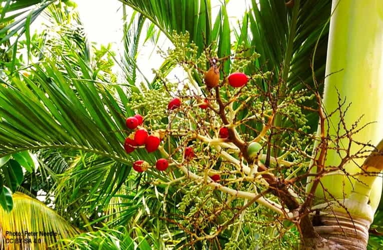 Christmas palm fruit showing its wonderful contract to the crownshaft and fronds