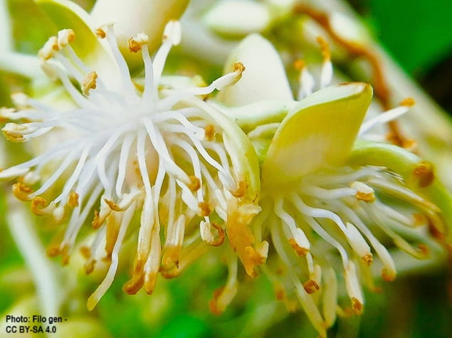 Flowering on a Christmas Palm inflorescence