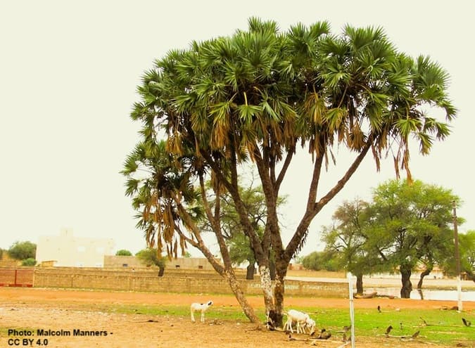 Rare type of palm tree that has trunk branches with sheep grazing beneath it.