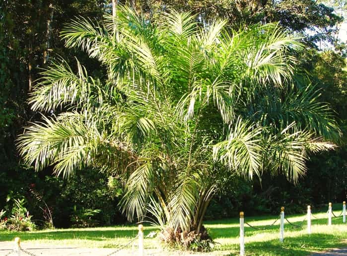 African Oil Palm growing in a park setting