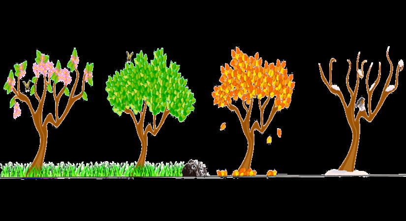 trees demonstrating the four seasons of the year