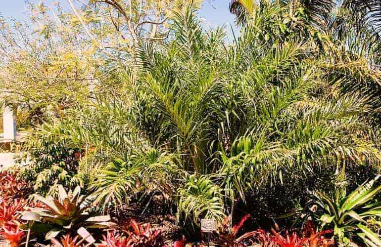 Allagoptera_arenaria in Naples Botanical Garden