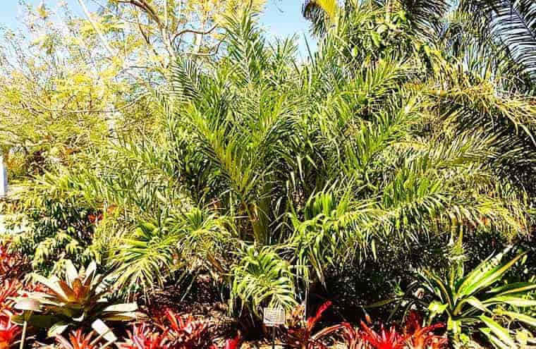 The Sand Palm, Allagoptera_arenaria in a Botanlcal Garden