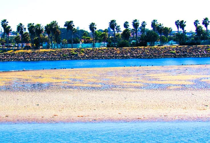 Along the San Diego River, across the way from the walkway are a string of tall palms.