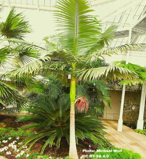 palm tree with a gray trunk topped by a green crownshaft