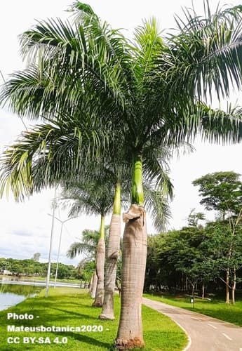 Multiple King Palms along a walkway
