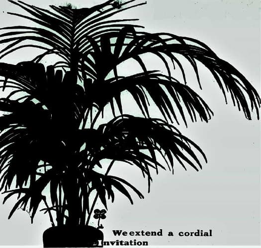 Vintage ad for a palm tree sale. But what's happening today around this palm? Is it good for the home? Vintage Potted palm tree ad