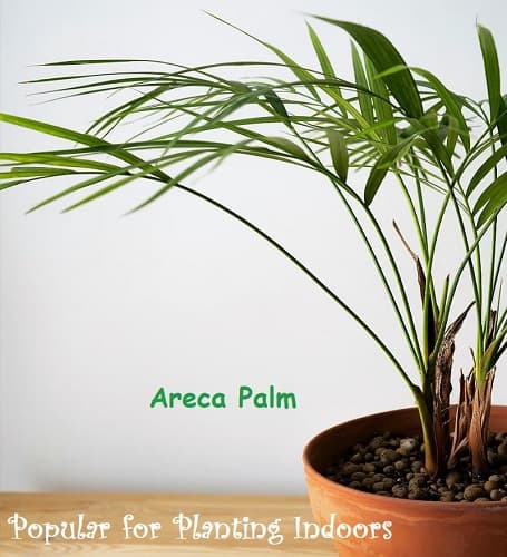 Potted Areca Palm