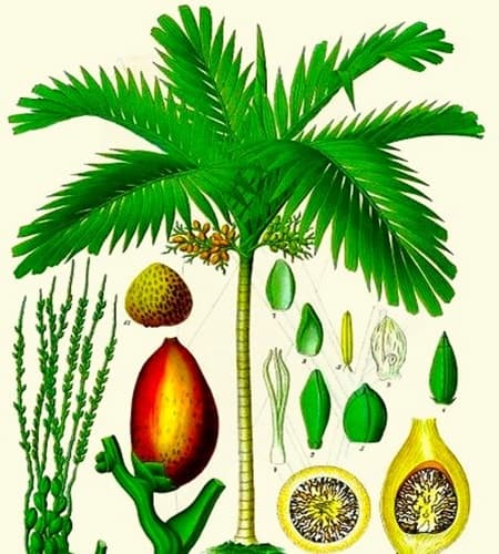 Illustration of all the parts in a Betal Nut palm
