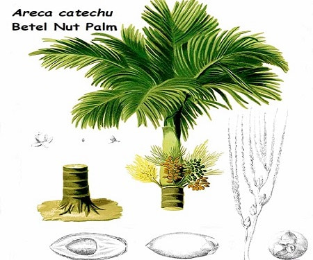 All the palm parts of the Betel Nut palm Betel nut palm with all its parts