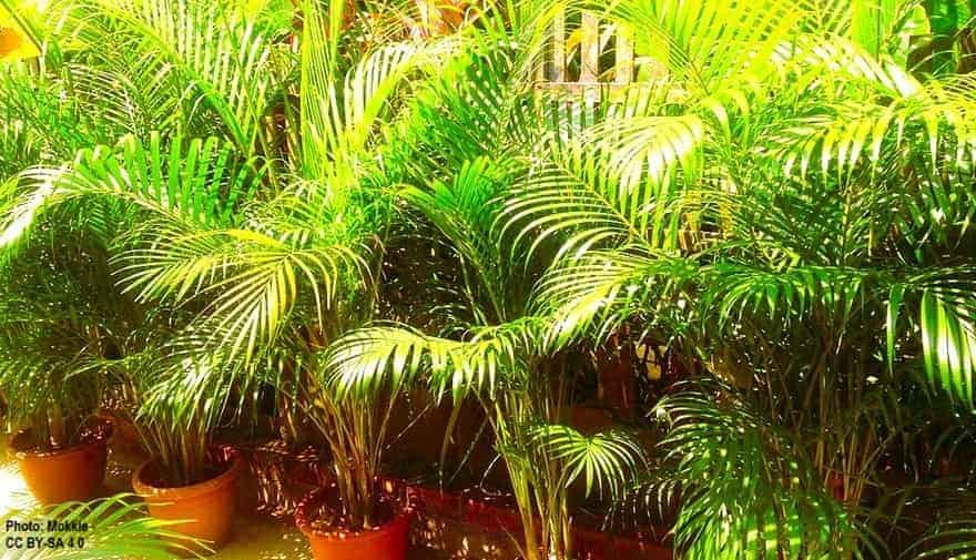 Areca Palms potted up to go to homes.