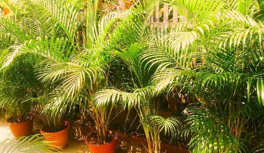 Row of Areca Palms in Clay Pots