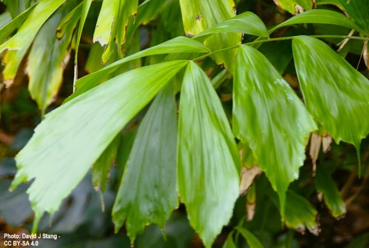 Close-up of fronds of Arenga caudata 
