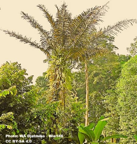 A palm tree that can be tapped for wine sap