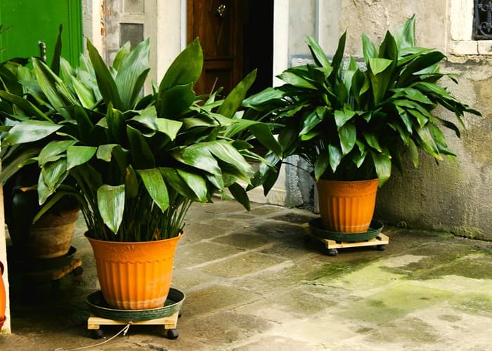 two potted plants in entryway