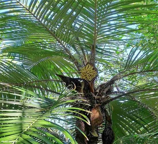 Very spiny palm tree