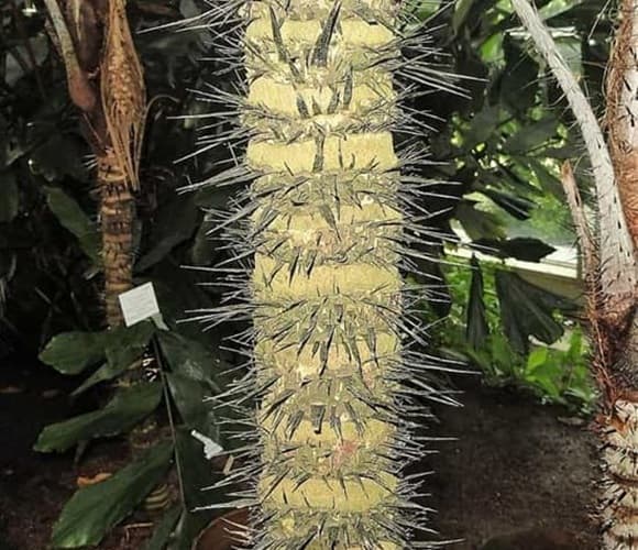 Astrocaryum mexicanum trunk showing its trunk spikes