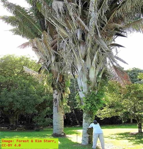 American Oil Palm with a woman leaning on its trunk.