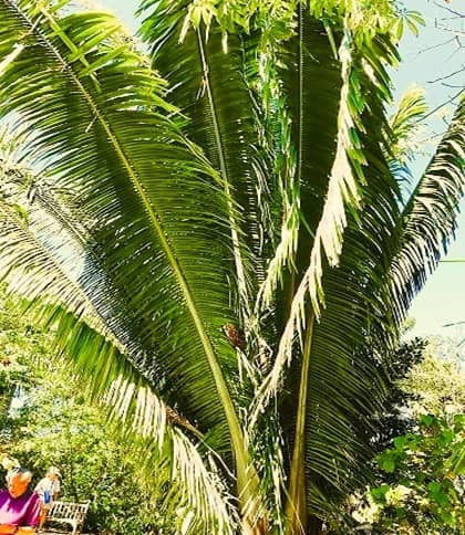 a large palm tree with upright fronds