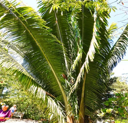 Attalea cohune growing in Naples Florida
