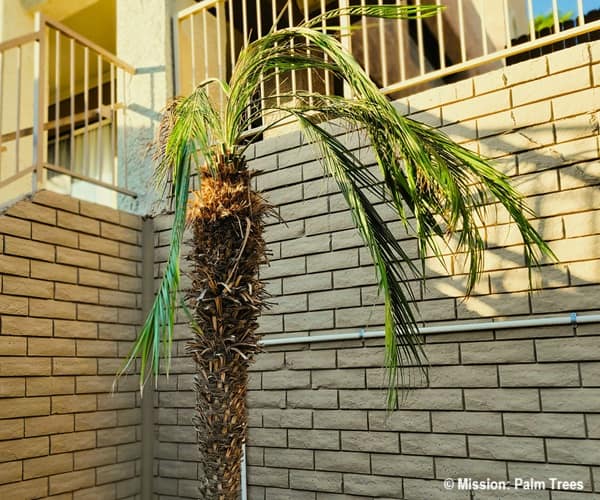 a sad looking palm tree with too many fronds taken off