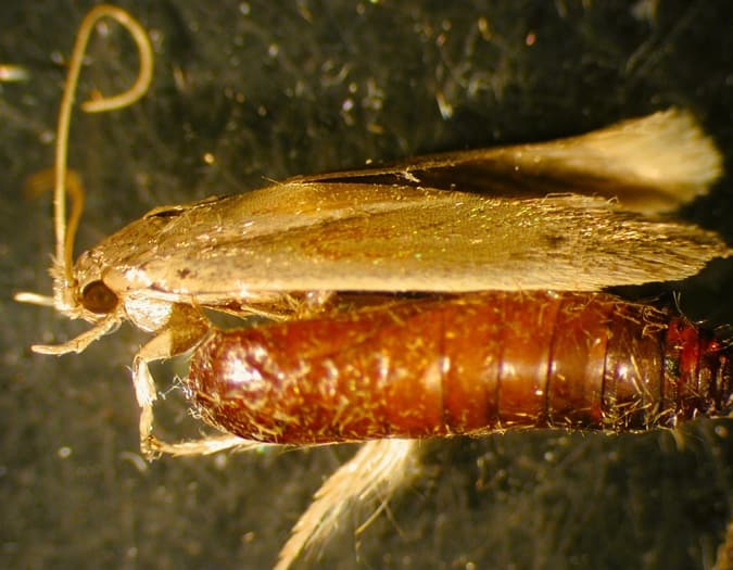 A Banana Moth specimen and its larva. Brown and tan coloring on both.